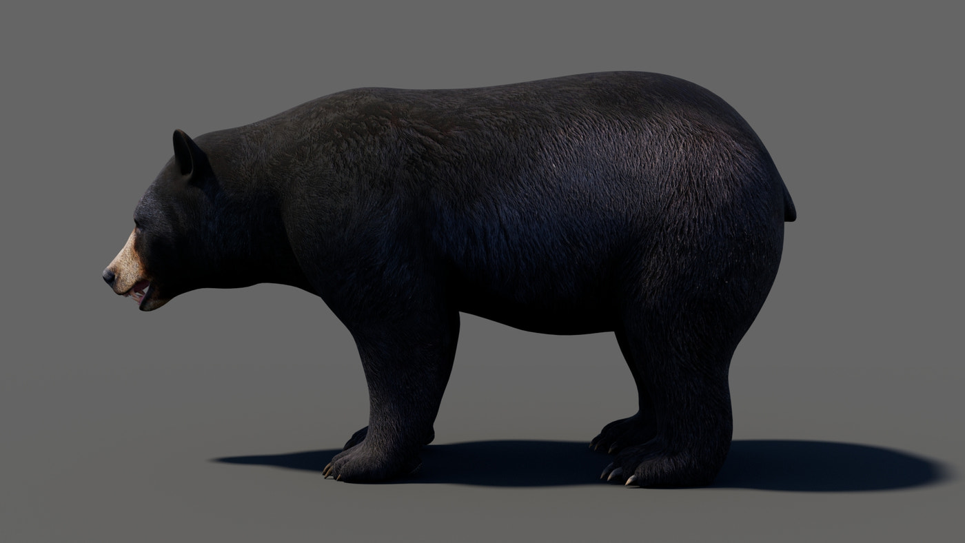 Rigged & Animated Black Bear & Red Wolf Forest Predators 3D Bundle - 360 Degree View