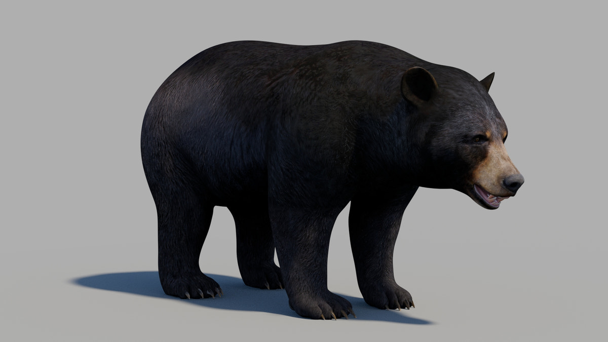 Black Bear 3D Model - 360 Degree View