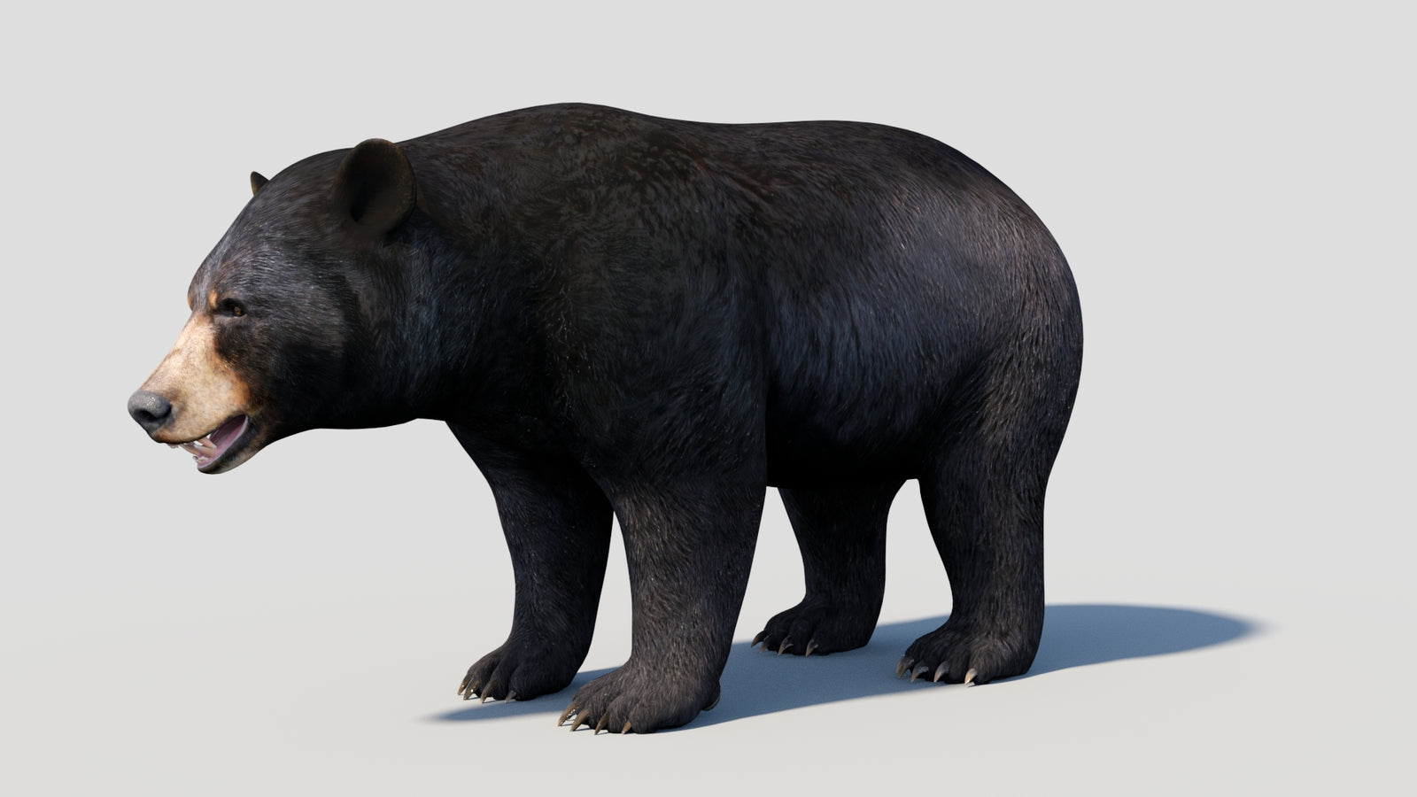 Animated Black Bear 3D Model 360° view 1 frame 4