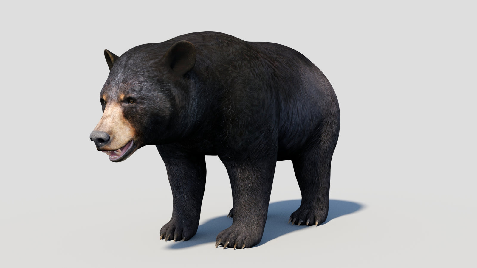 Animated Black Bear 3D Model 360° view 1 frame 6