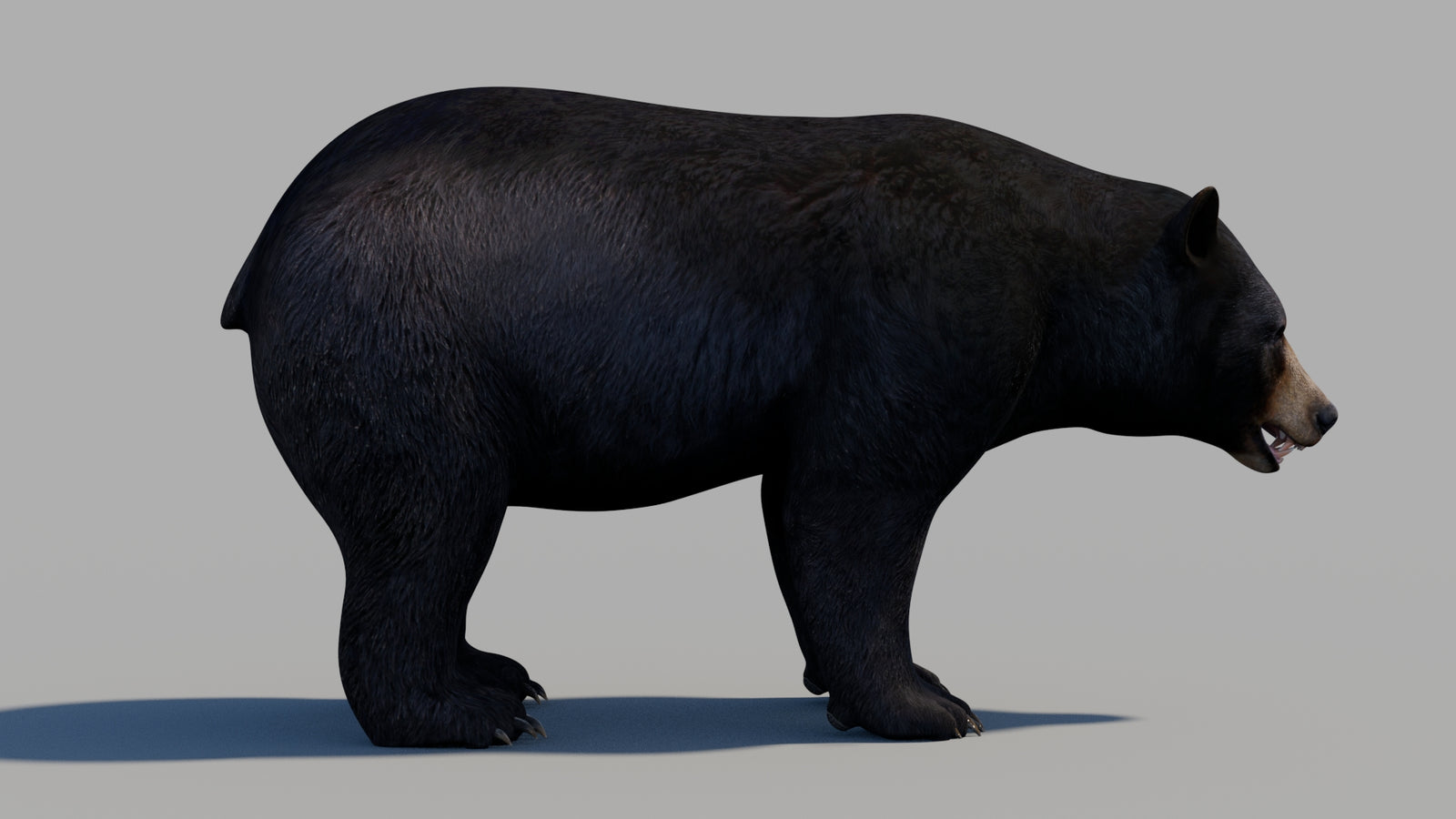 Black Bear 3D Model 360° view 1 frame 6