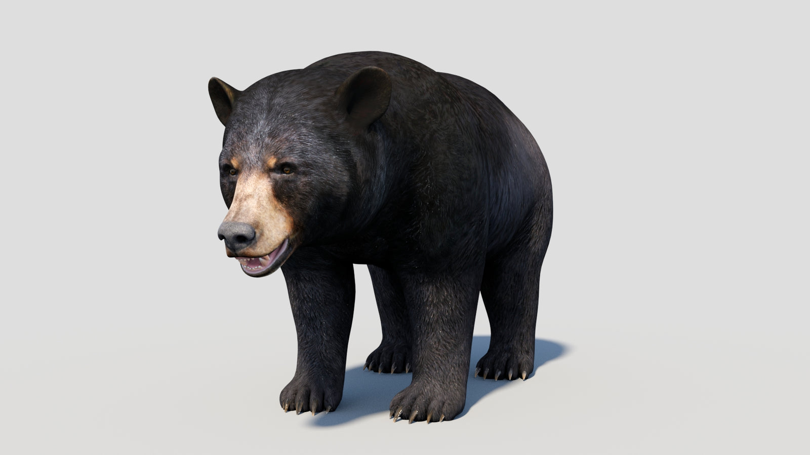 Animated Black Bear 3D Model 360° view 1 frame 7