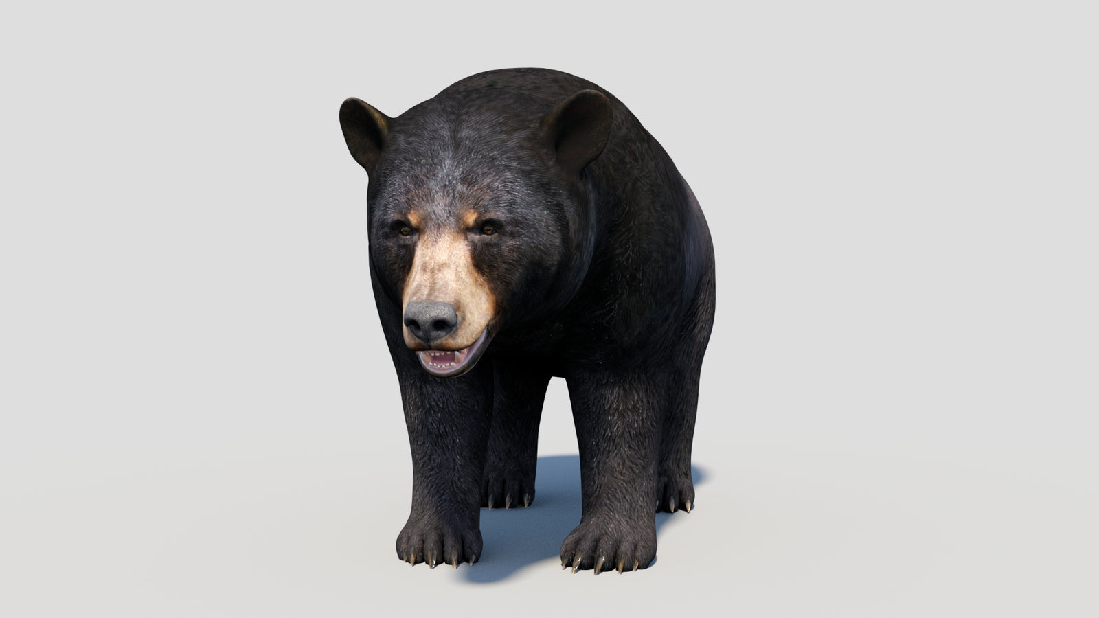Animated Black Bear 3D Model 360° view 1 frame 8