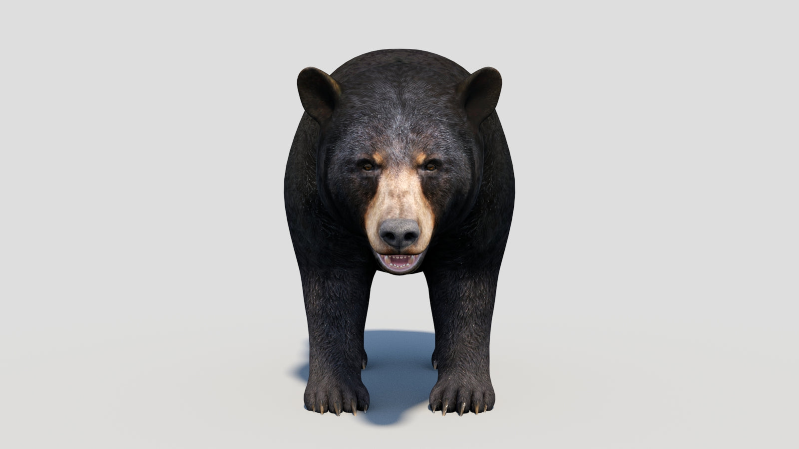 Animated Black Bear 3D Model 360° view 1 frame 9