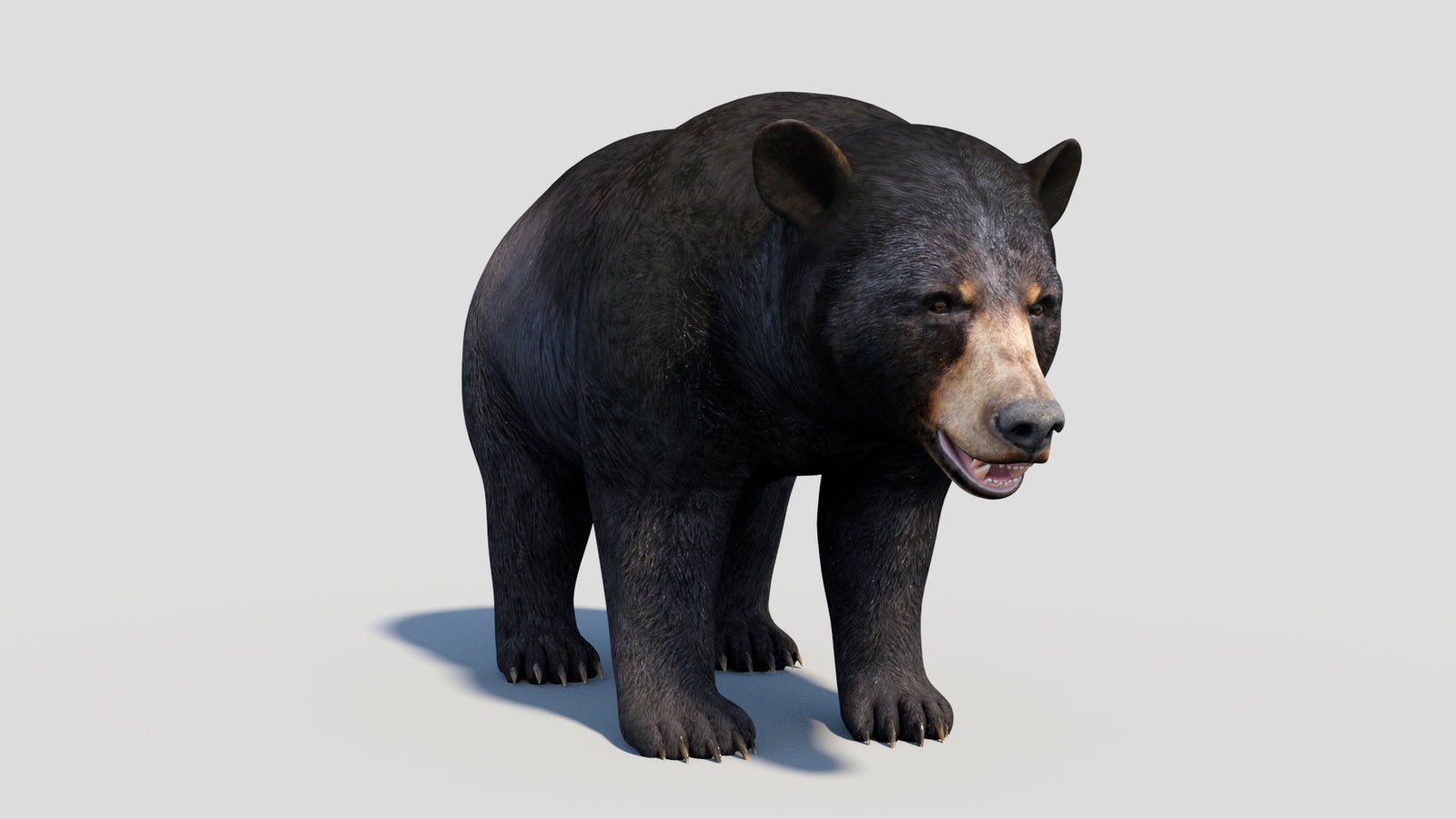 Animated Black Bear 3D Model 360° view 1 frame 11