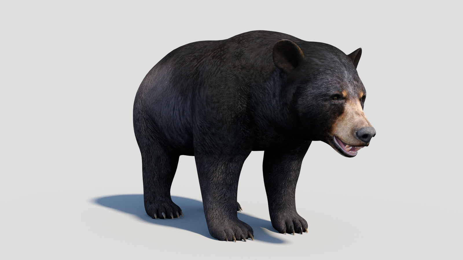 Animated Black Bear 3D Model 360° view 1 frame 12
