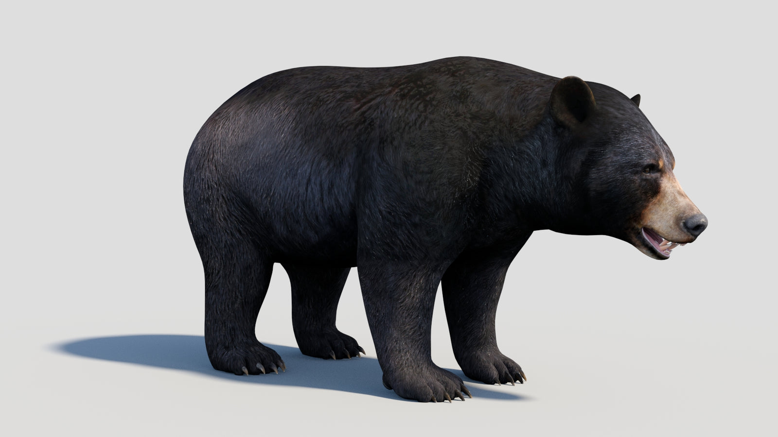 Animated Black Bear 3D Model 360° view 1 frame 14