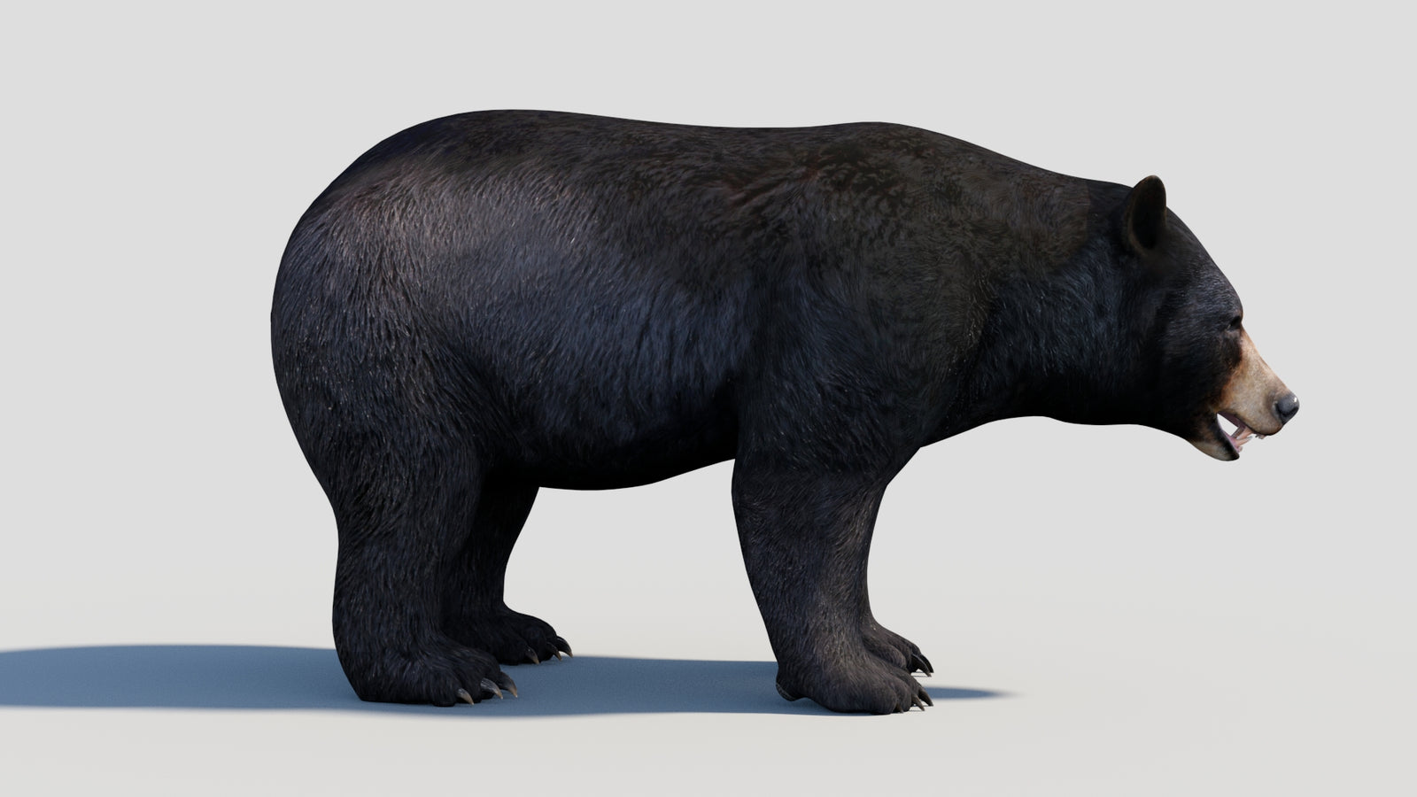 Animated Black Bear 3D Model 360° view 1 frame 17