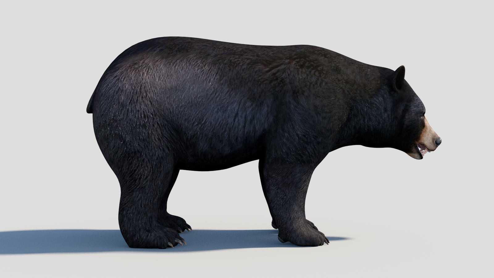 Animated Black Bear 3D Model 360° view 1 frame 18