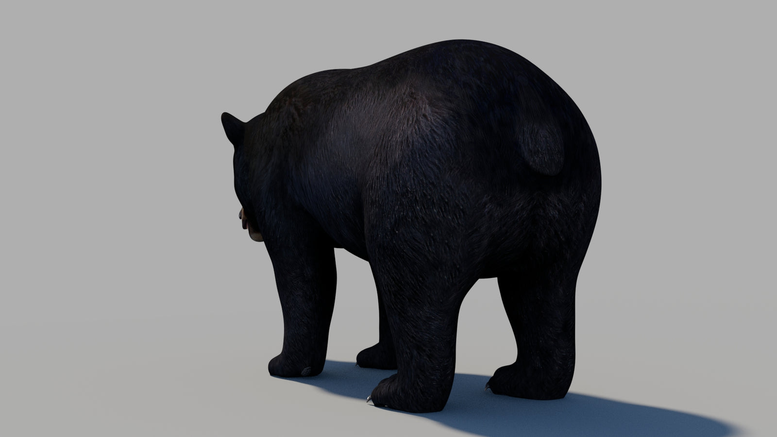 Black Bear 3D Model 360° view 1 frame 18