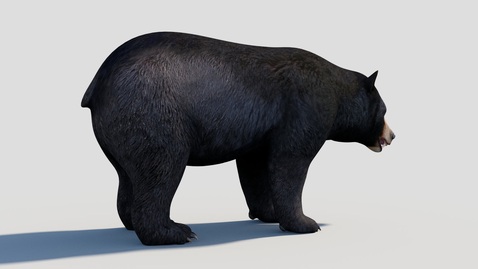 Animated Black Bear 3D Model 360° view 1 frame 20