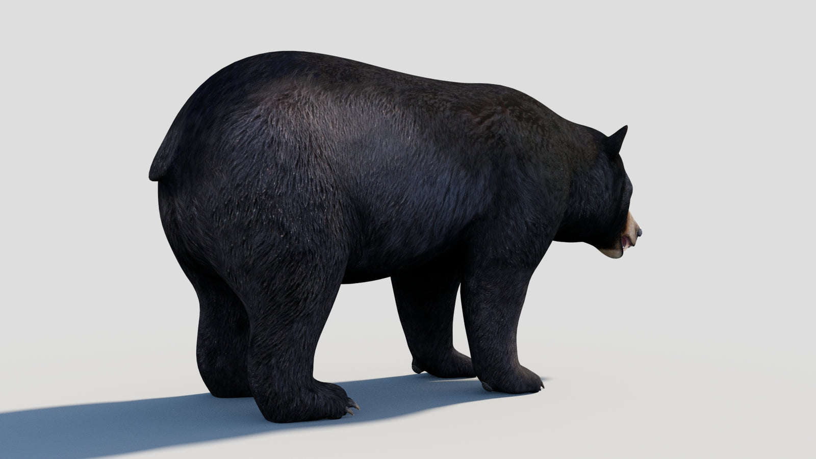 Animated Black Bear 3D Model 360° view 1 frame 21