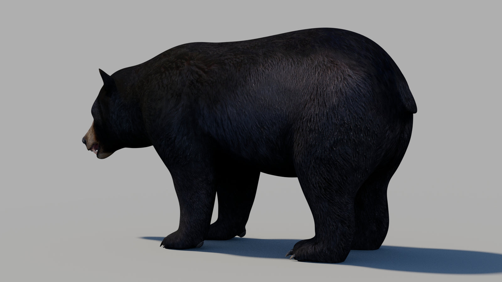 Black Bear 3D Model 360° view 1 frame 21