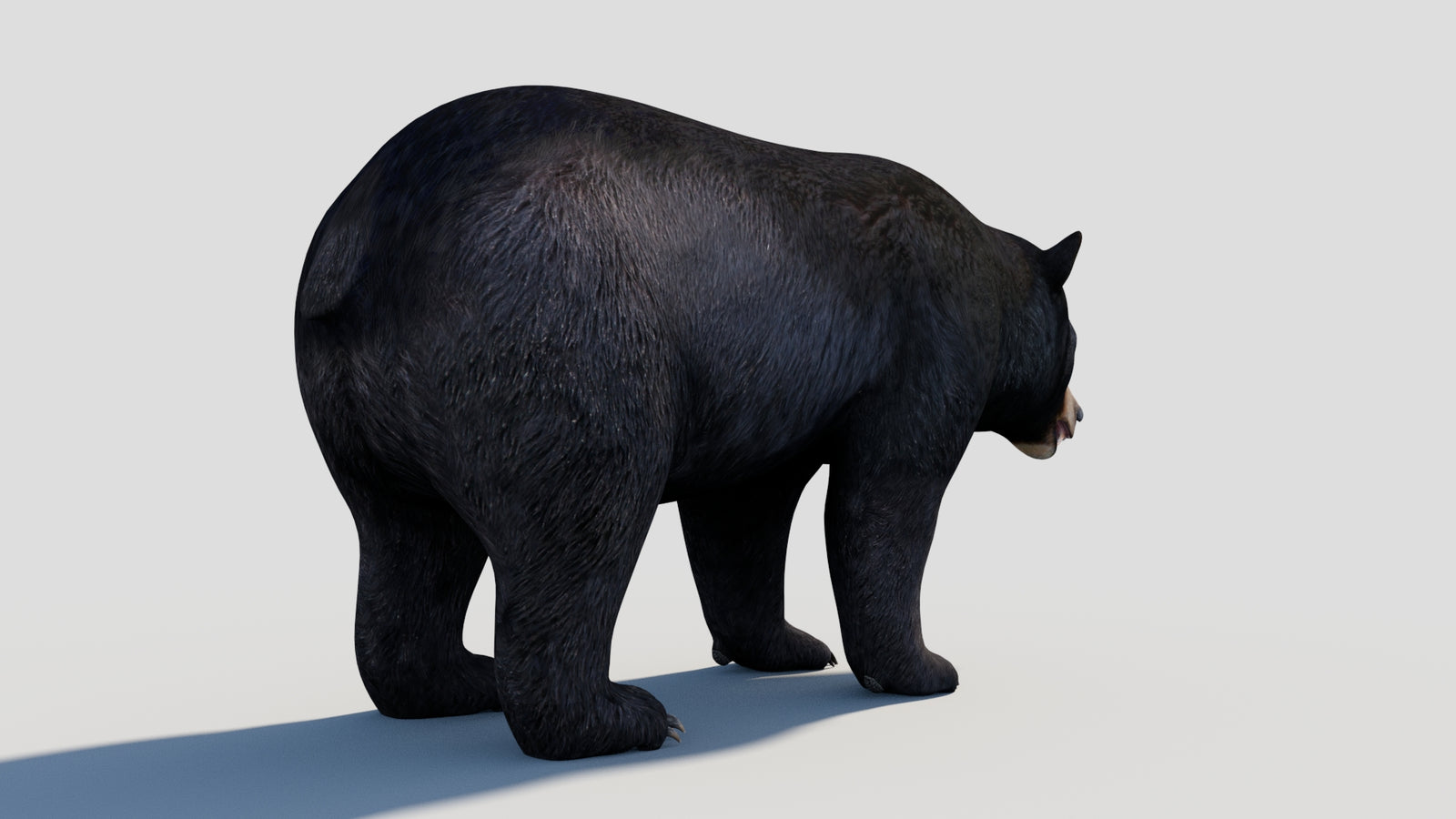 Animated Black Bear 3D Model 360° view 1 frame 22