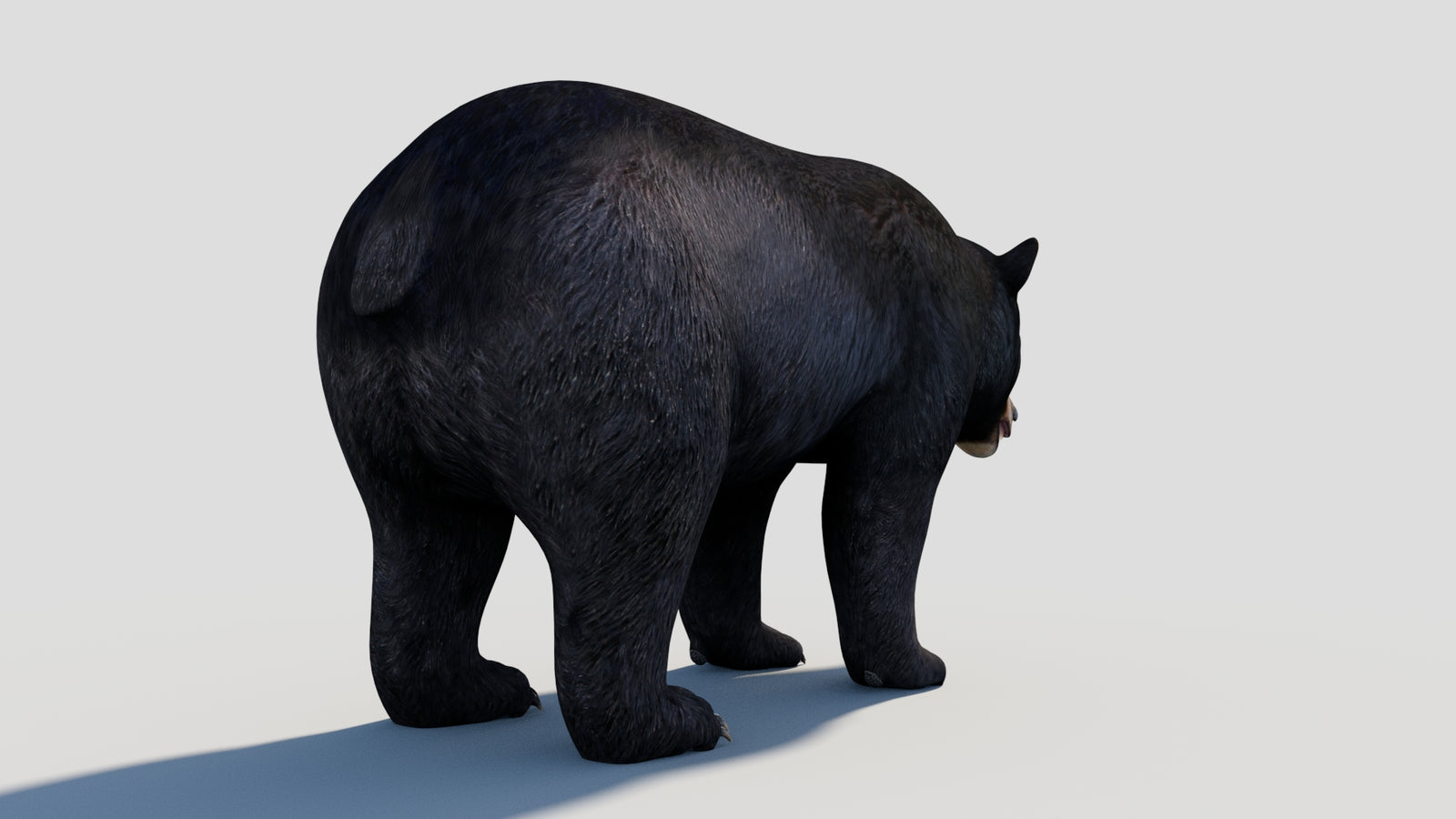 Animated Black Bear 3D Model 360° view 1 frame 23