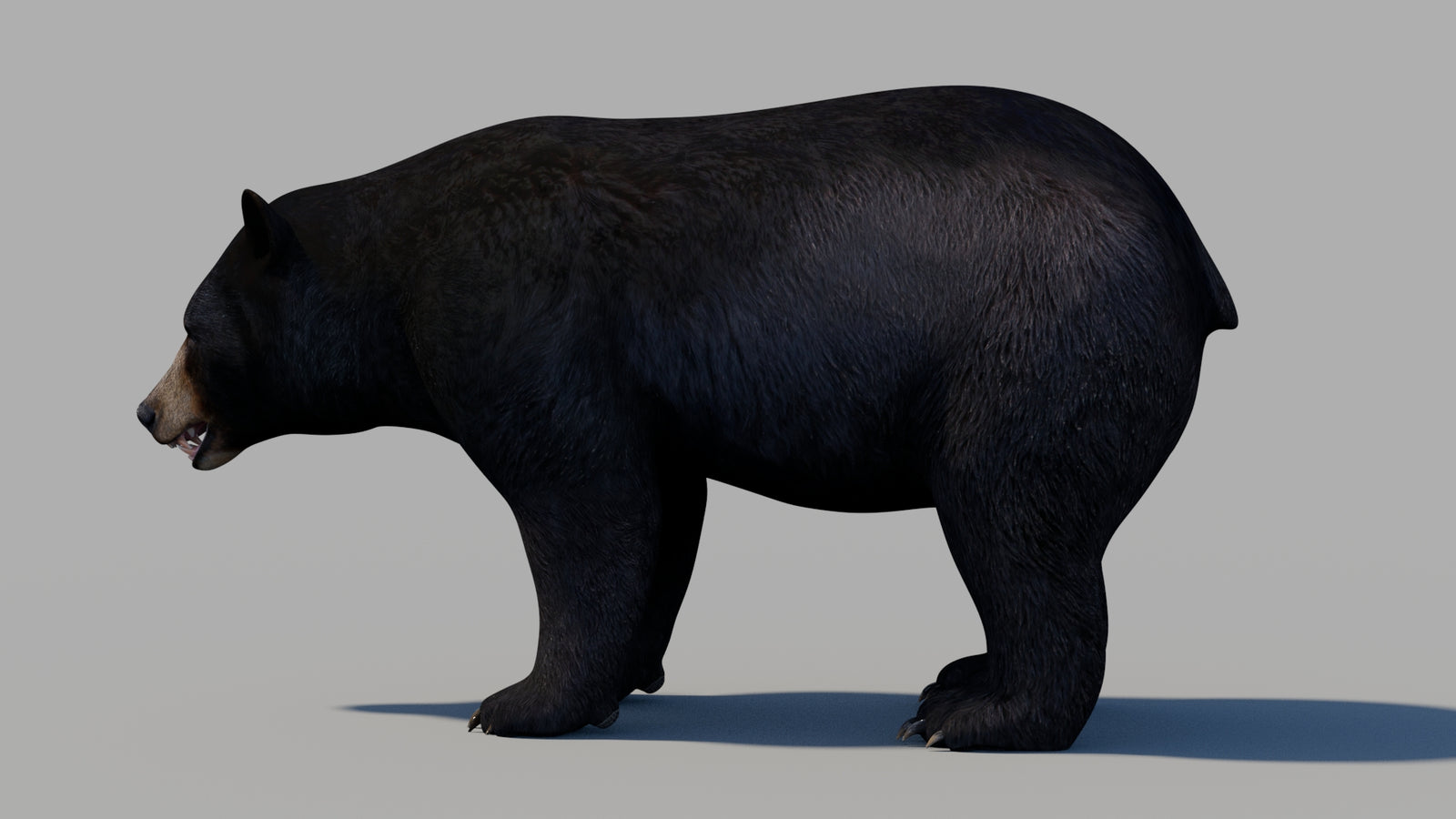 Black Bear 3D Model 360° view 1 frame 23