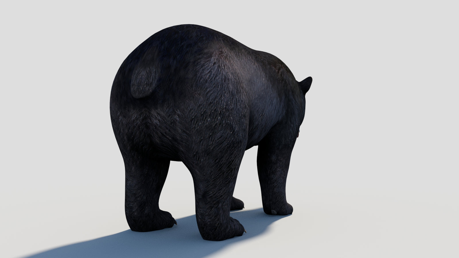 Animated Black Bear 3D Model 360° view 1 frame 24