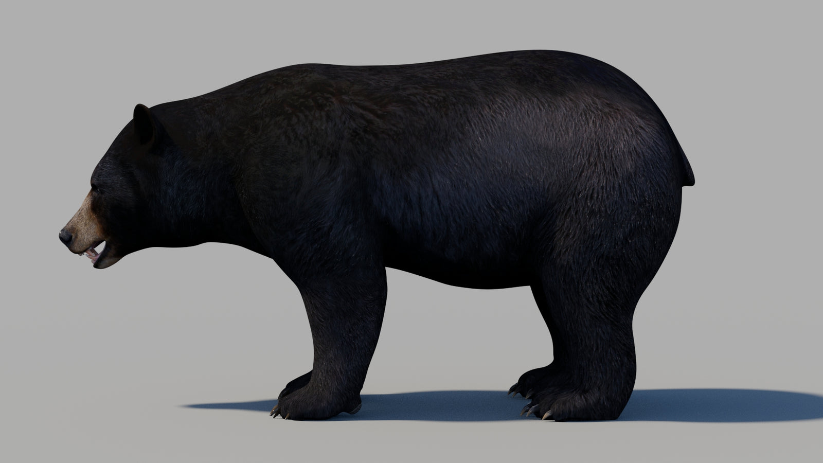 Black Bear 3D Model 360° view 1 frame 24