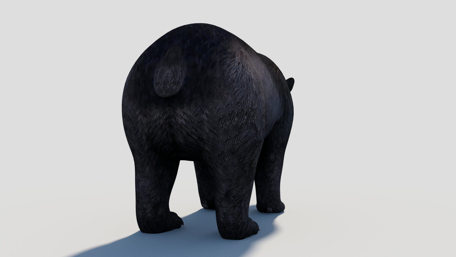 Animated Black Bear 3D Model 360° view 1 frame 25