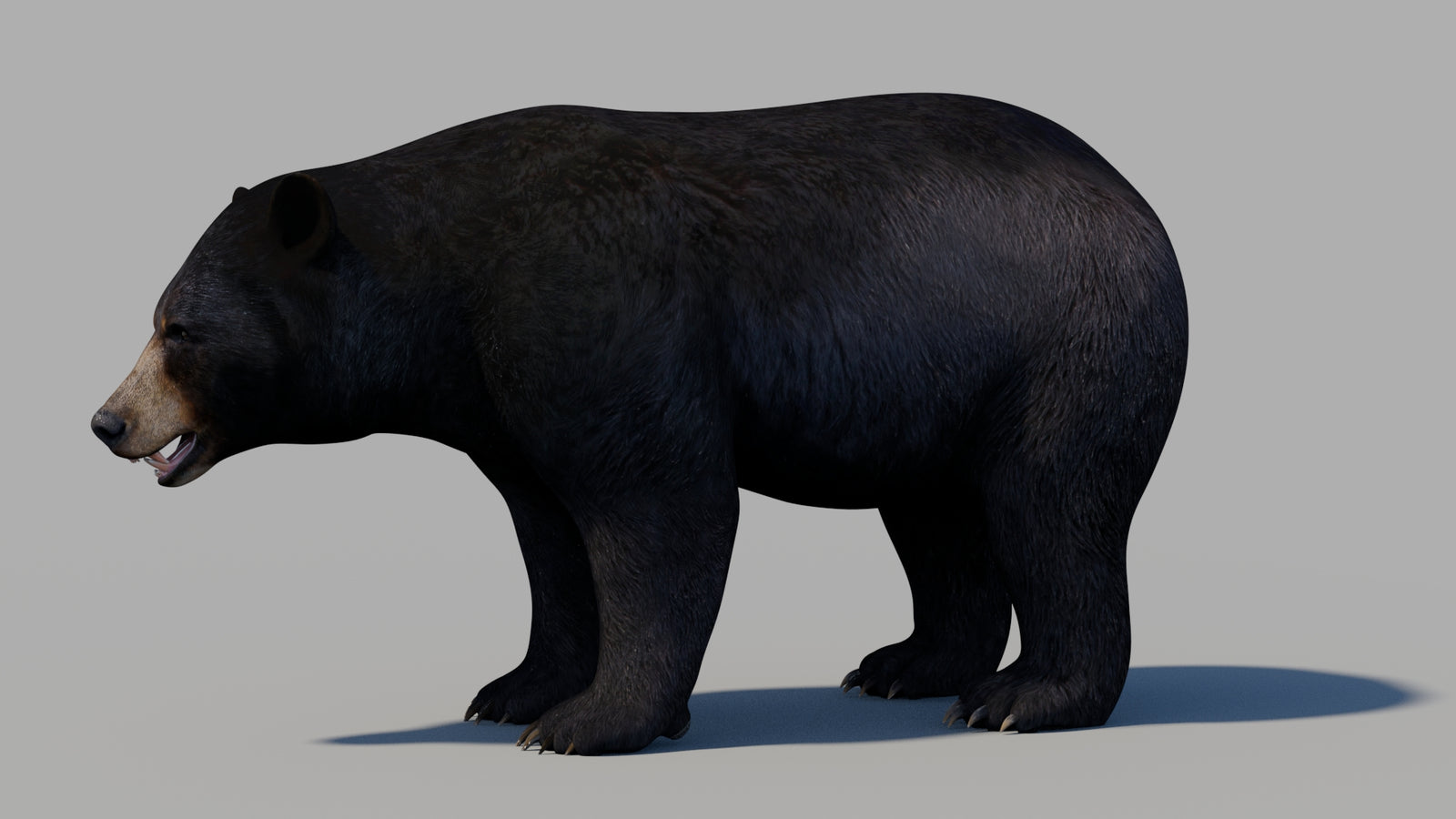 Black Bear 3D Model 360° view 1 frame 26