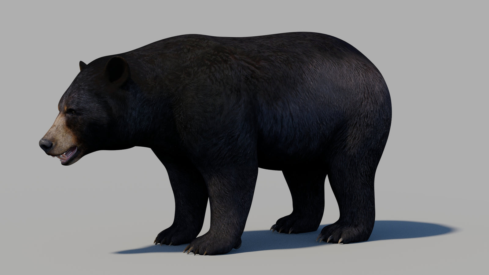 Black Bear 3D Model 360° view 1 frame 27