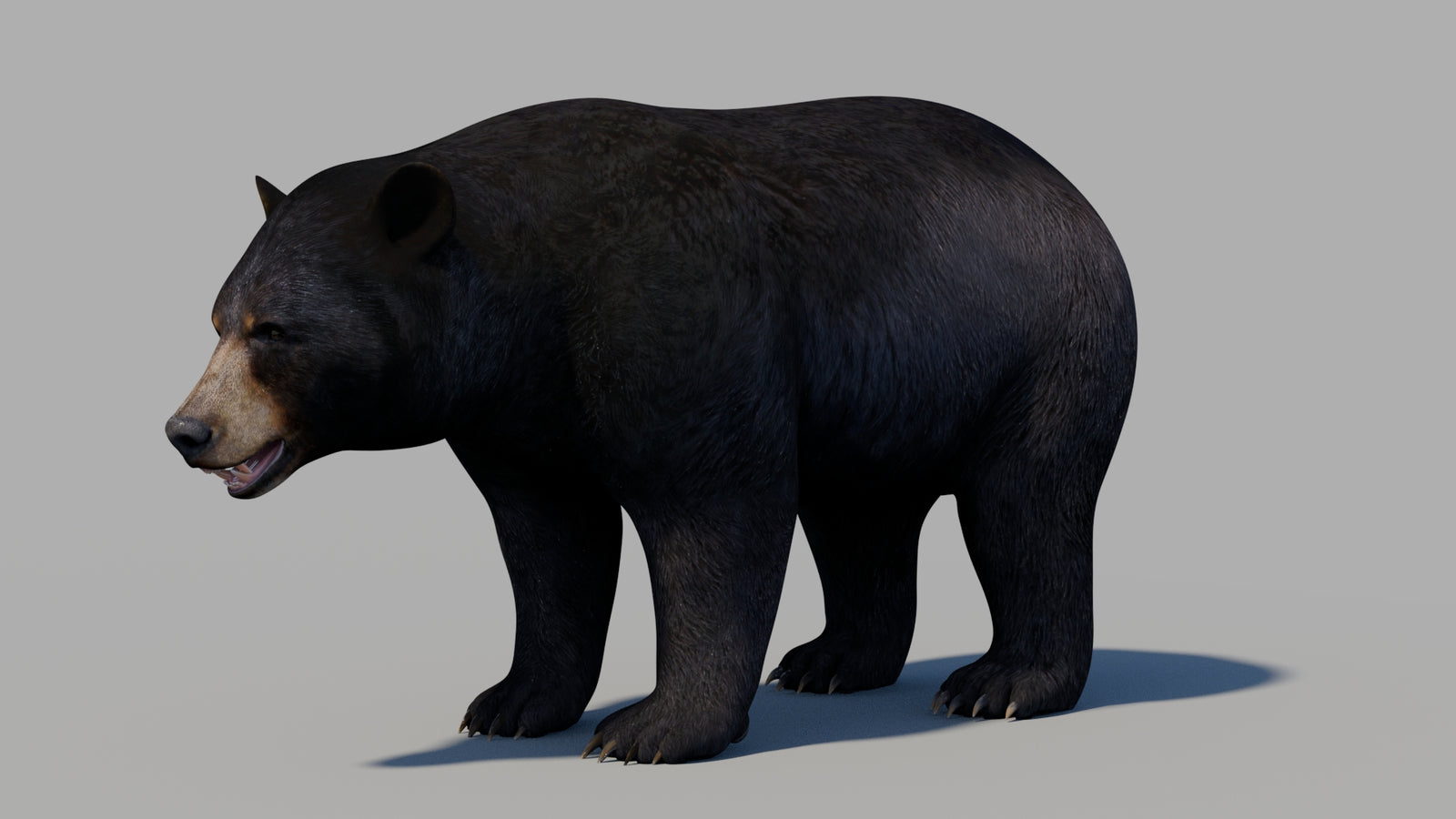 Black Bear 3D Model 360° view 1 frame 28