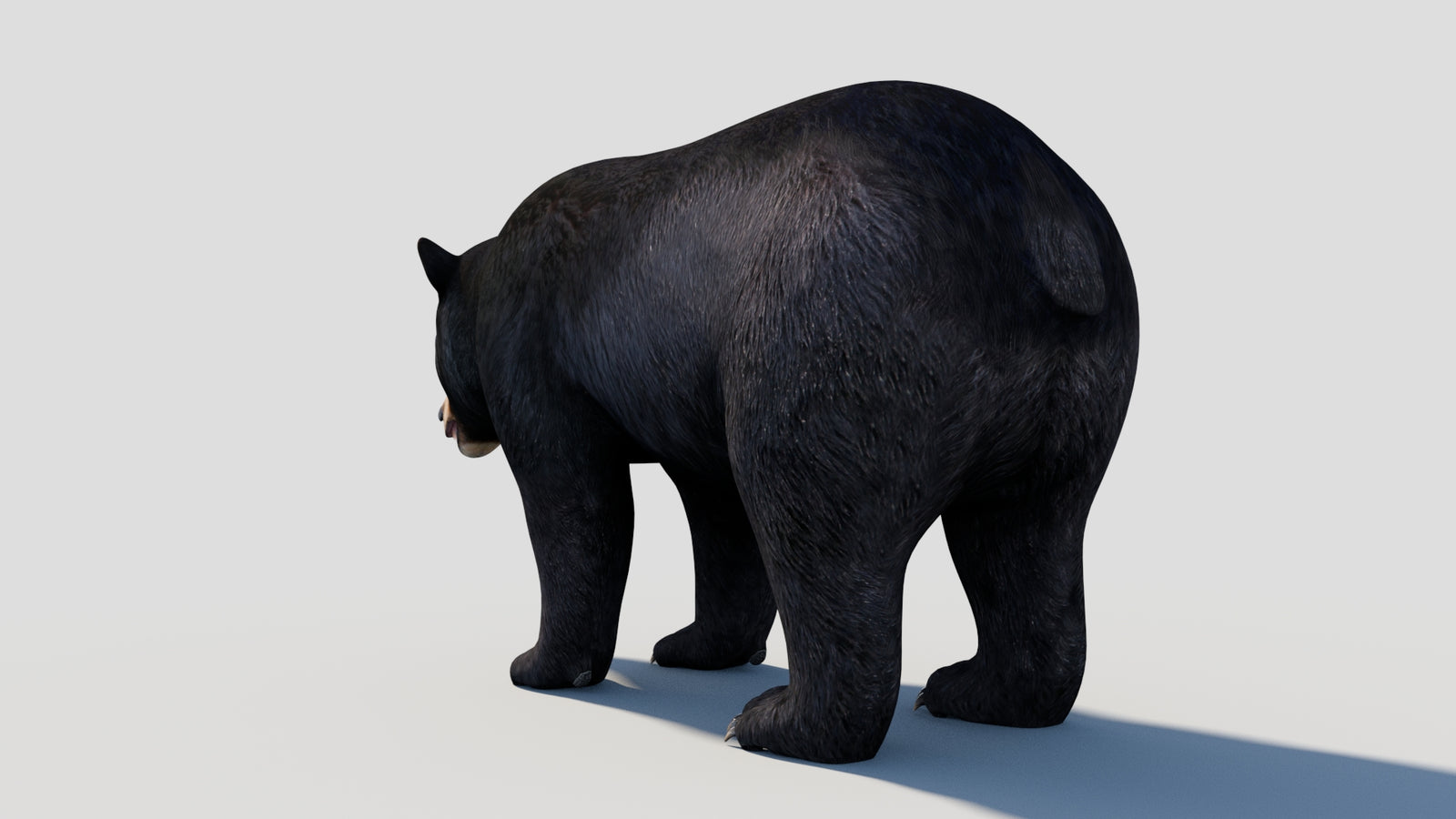 Animated Black Bear 3D Model 360° view 1 frame 31