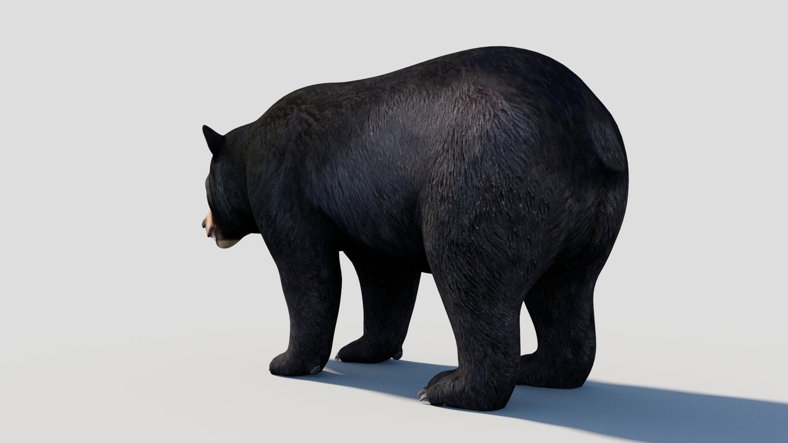 Animated Black Bear 3D Model 360° view 1 frame 32