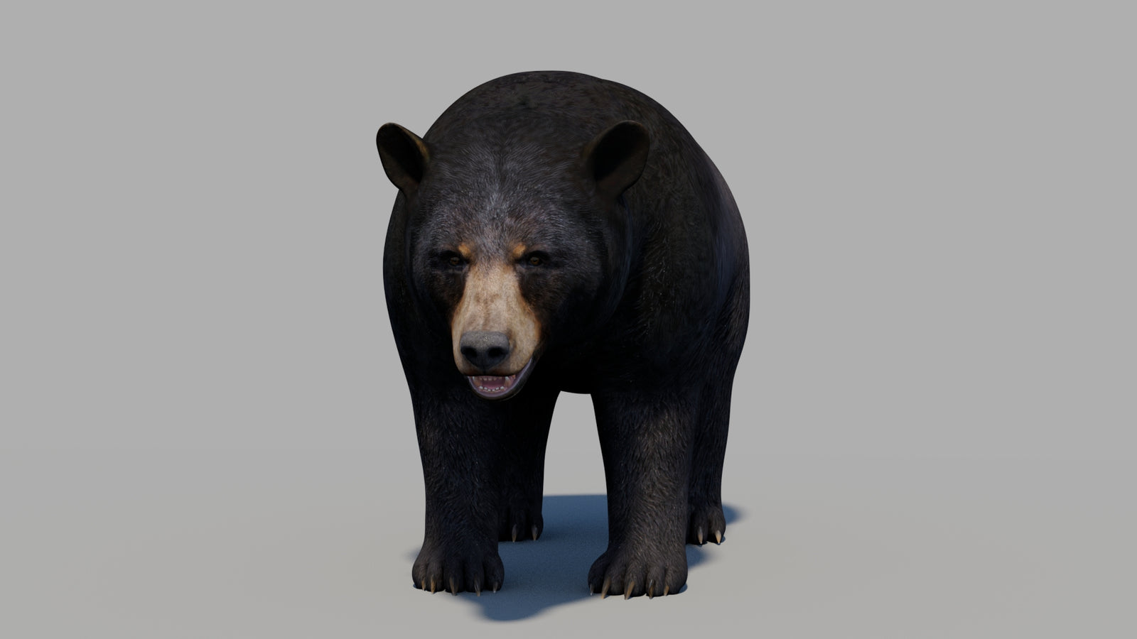 Black Bear 3D Model 360° view 1 frame 32