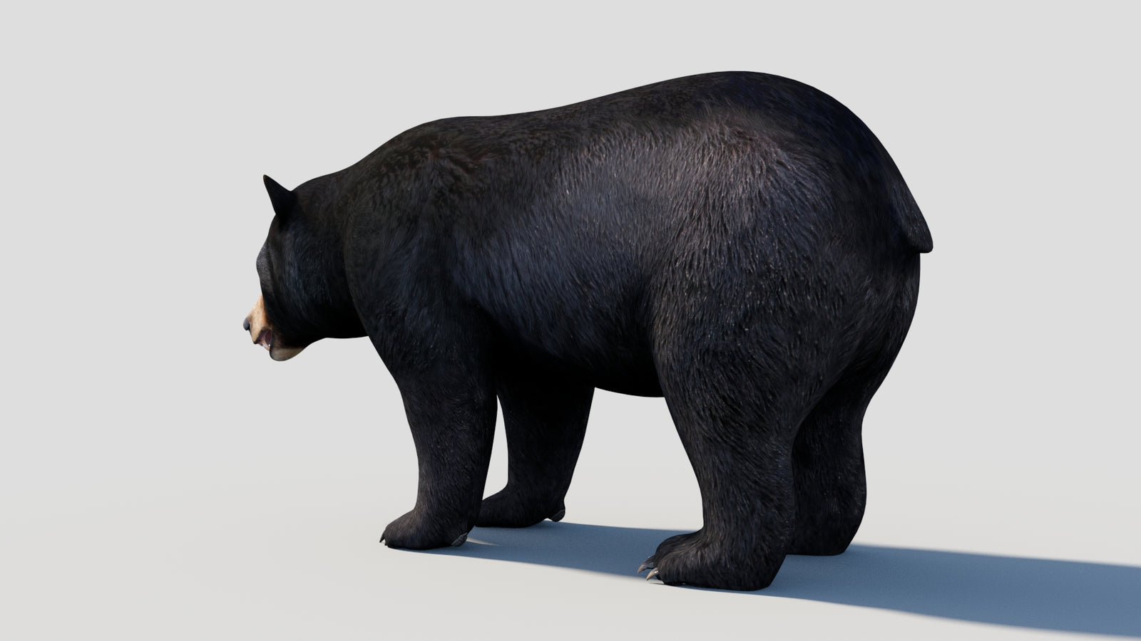 Animated Black Bear 3D Model 360° view 1 frame 33
