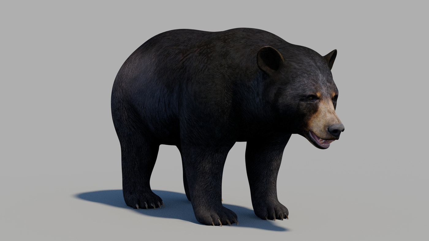 Black Bear 3D Model - 360 Degree View