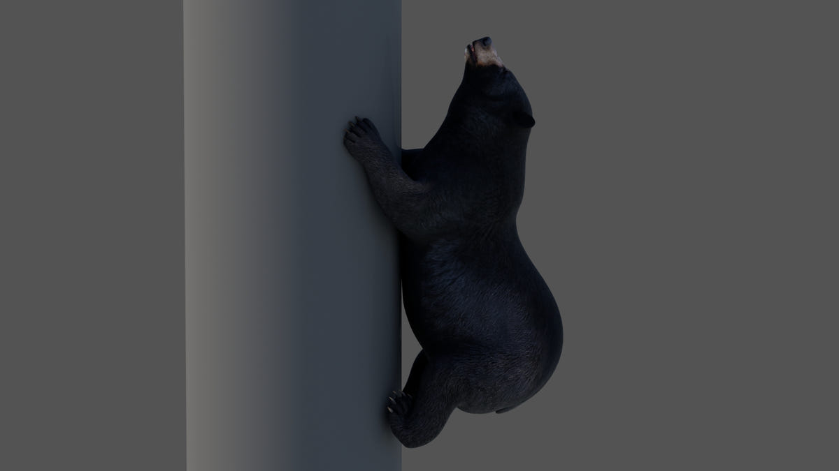 Animated Bear Family 3D Bundle — Black Bear and Sloth Bear - 360 Degree View