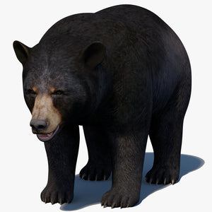 Realistic Black Bear 3D Model for Game, AR/VR and CGI Thumbnail