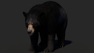 Realistic Black Bear 3D Model for Game Thumbnail