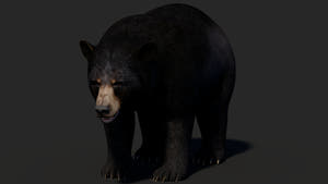 Realistic Black Bear 3D Model for Game Thumbnail