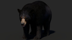 Realistic Black Bear 3D Model for Game Thumbnail