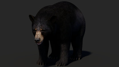 Realistic Black Bear 3D Model for Game