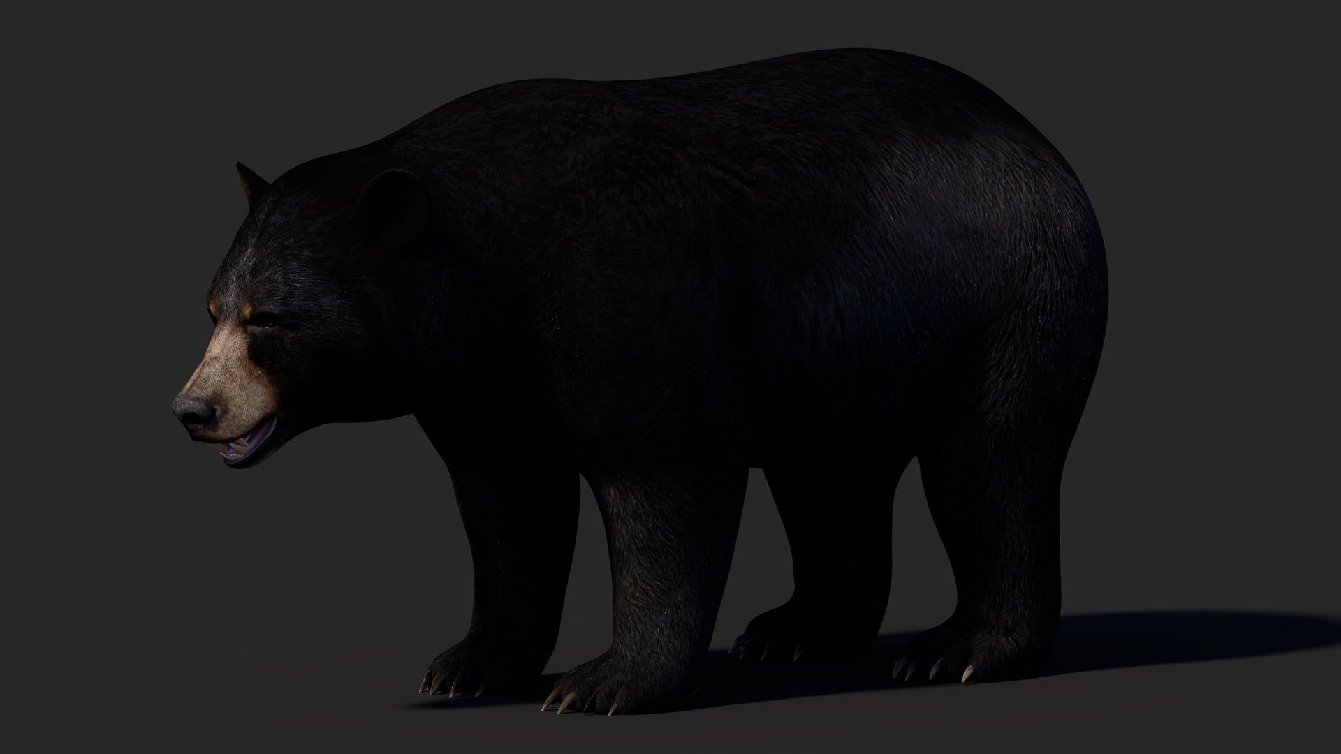 Realistic Black Bear 3D Model for Game