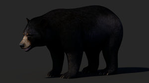 Realistic Black Bear 3D Model for Game Thumbnail