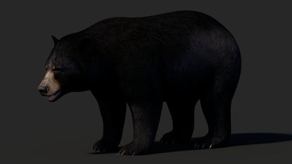 Realistic Black Bear 3D Model for Game
