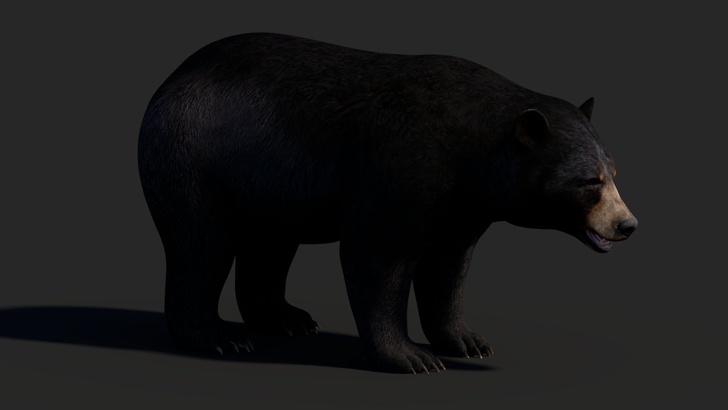 Realistic Black Bear 3D Model for Game