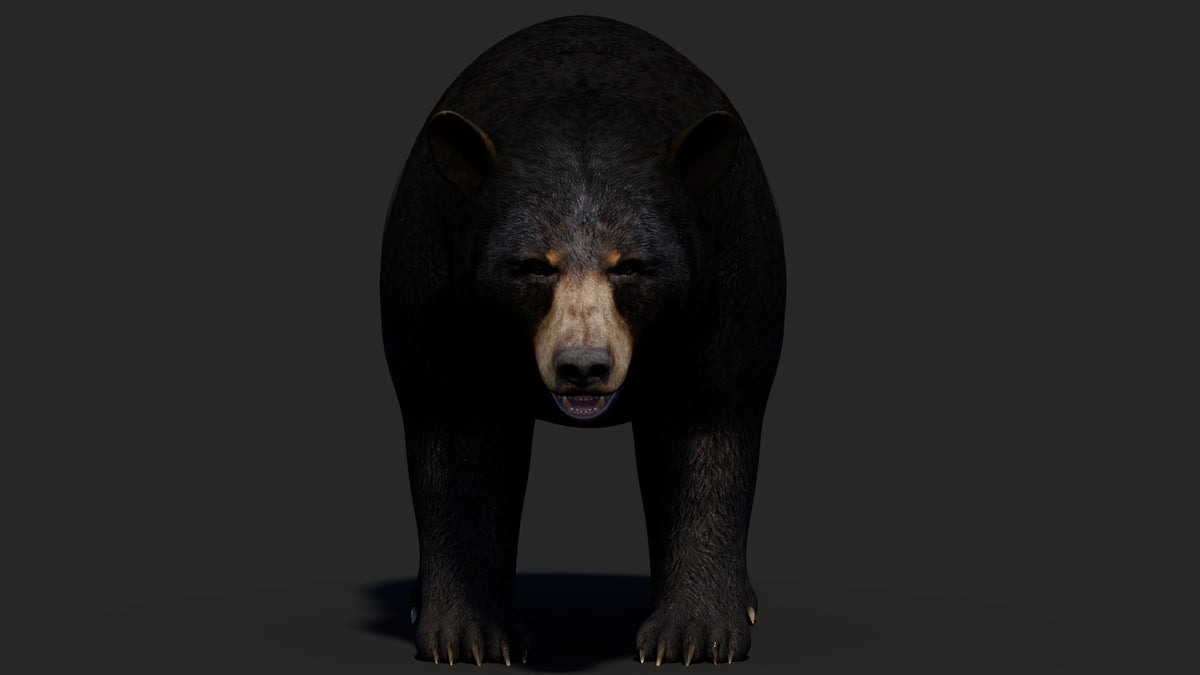 Realistic Black Bear 3D Model for Game