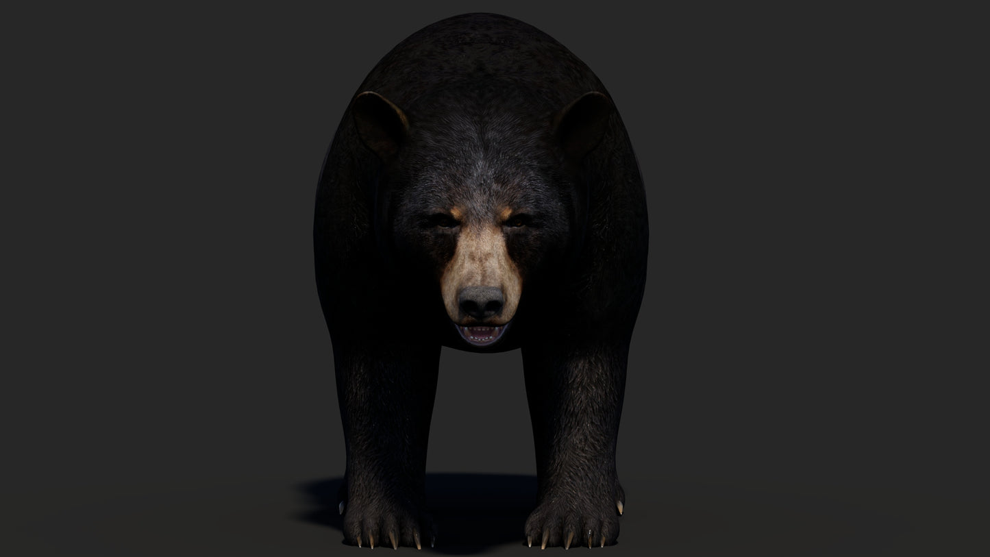 Realistic Black Bear 3D Model for Game
