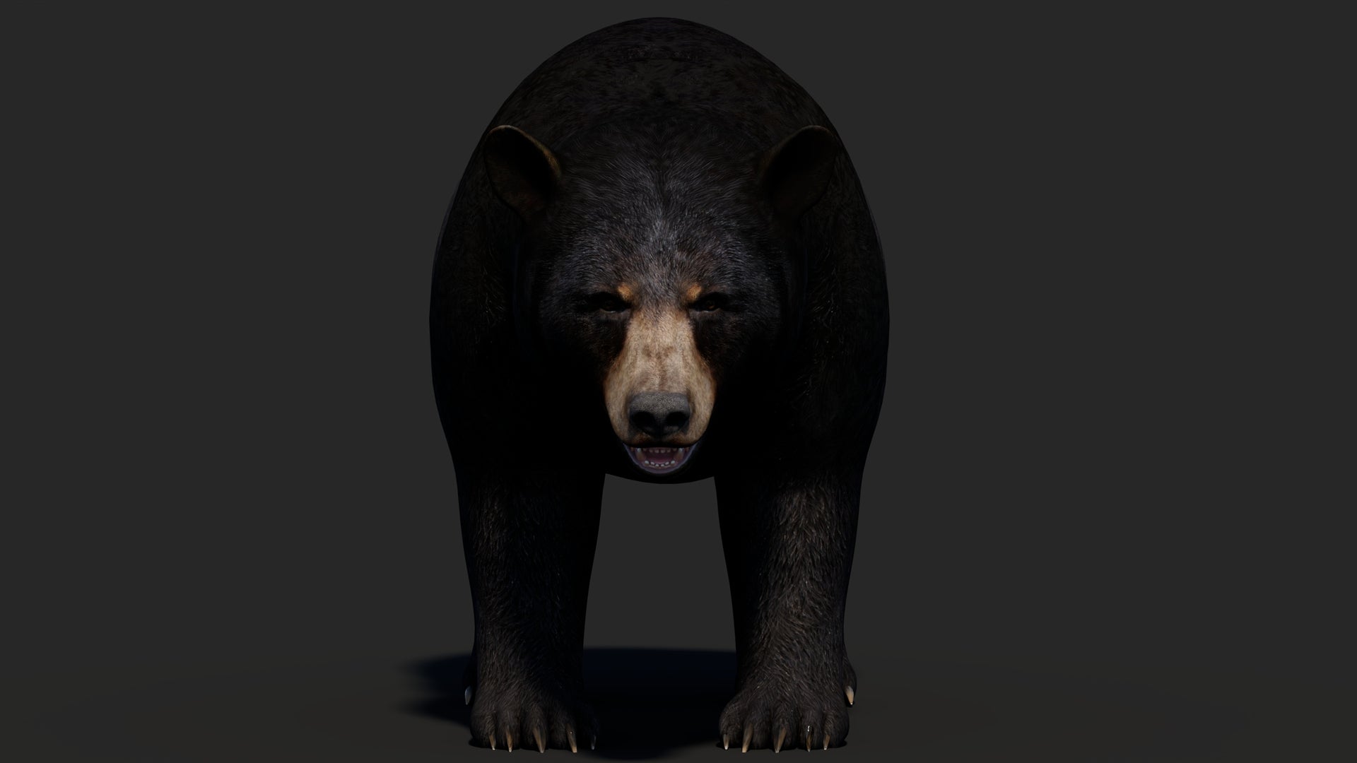 Realistic Black Bear 3D Model for Game