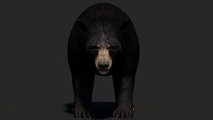 Realistic Black Bear 3D Model for Game Thumbnail