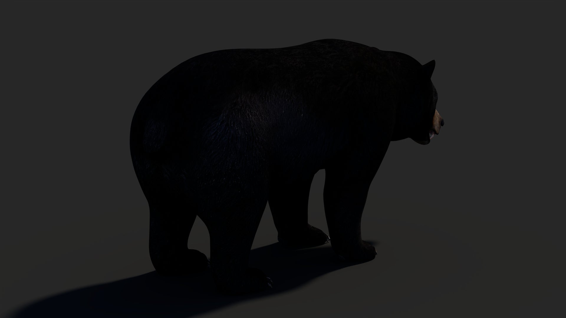 Realistic Black Bear 3D Model for Game