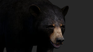 Realistic Black Bear 3D Model for Game Thumbnail