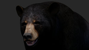 Realistic Black Bear 3D Model for Game Thumbnail