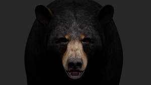 Realistic Black Bear 3D Model for Game Thumbnail