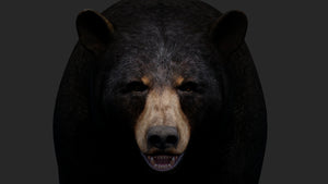 Realistic Black Bear 3D Model for Game Thumbnail